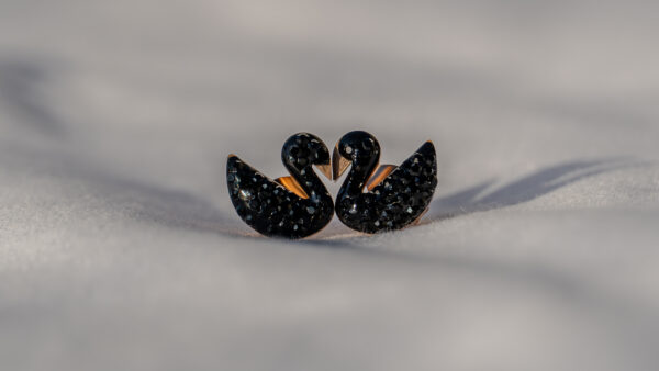 Midnight Swans